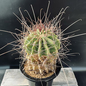 T{eFtFJN^X*14cm@iIi@