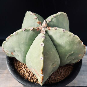 T{eFAXgtBc@ɗڗaP*12cm@iIi