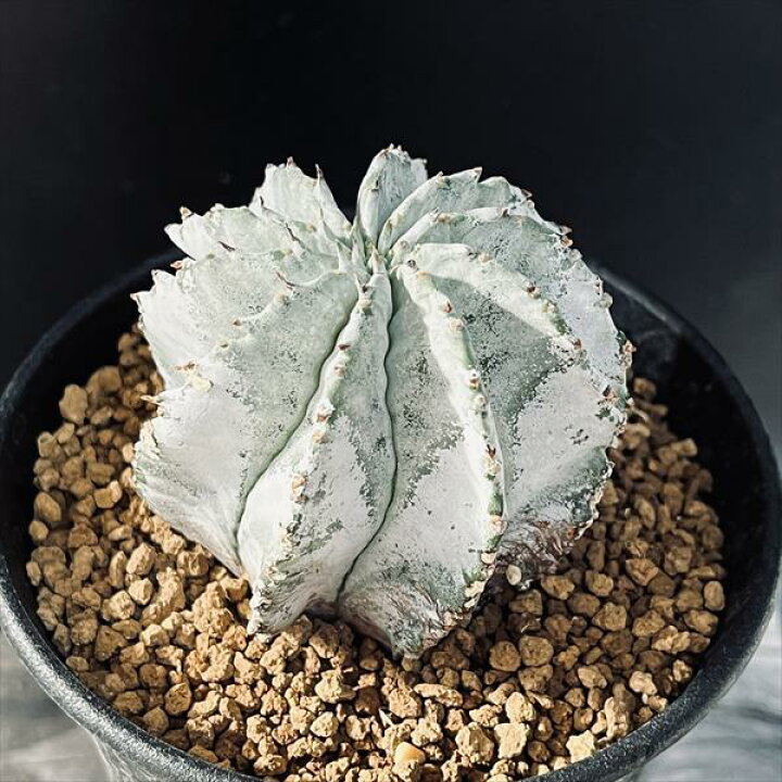 楽天市場】多肉植物：ユーフォルビア H氏実生 白ホリダ*M 幅6cm  