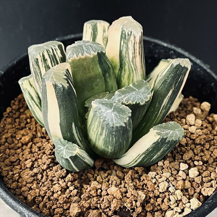 楽天市場】多肉植物：ハオルチア 鮮明黄色斑 万象錦*幅6cm 現品 一品  