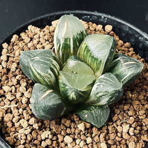 AFnI`A@NF@RN^*6cm@i@i