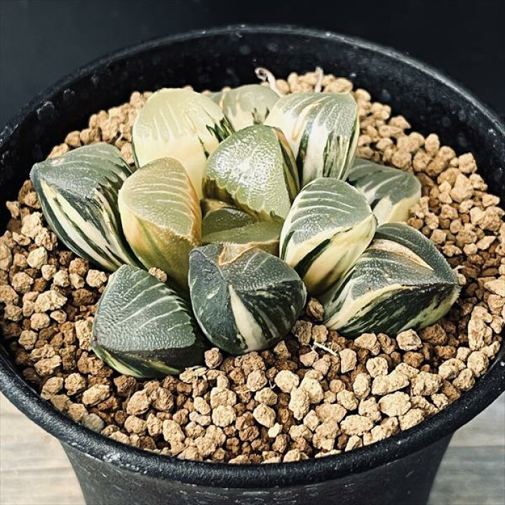 楽天市場】多肉植物：ハオルチア 鮮明黄色斑 コレクタ錦*幅6.5cm  