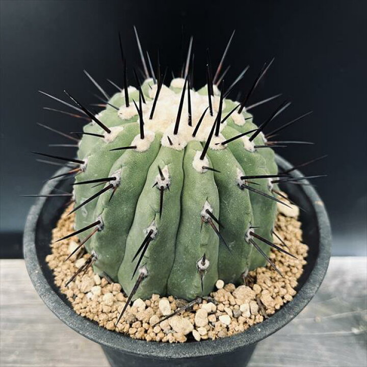 楽天市場】サボテン：コピアポア 黒王丸 ツギ*幅9cm 現品！一品限り  