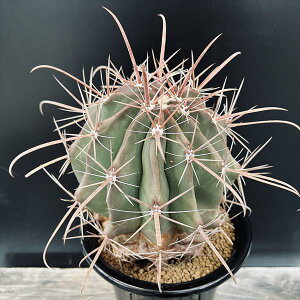 T{eFtFJN^X@*12cm@iIi