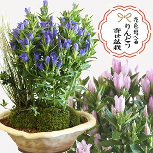 yhV̓ v[g Mtgz~́Fǂ񂹐A(ˏĔ)*yzTt bonsai