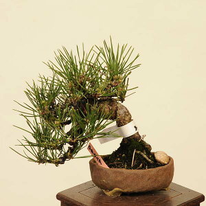 ~ IFO͍*@i ܂@N}c@Kuromatsu bonsai i~