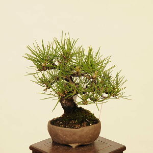 ~ IFO͍*@i ܂@N}c@Kuromatsu bonsai i~