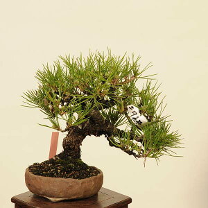 ~ IFO͍*@i ܂@N}c@Kuromatsu bonsai i~
