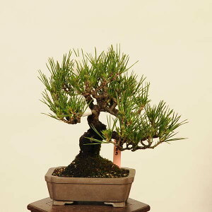 ~ IFO͍*@i ܂@N}c@Kuromatsu bonsai i~