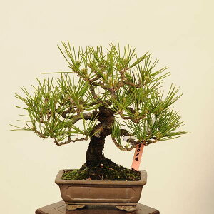 ~ IFO͍*@i ܂@N}c@Kuromatsu bonsai i~