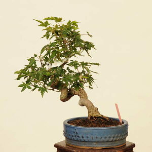 ~́FRgt@i*R݂@~W@Momiji bonsai i~