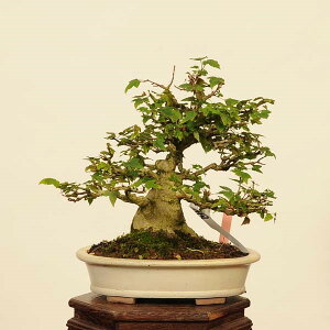 ~́@IF@i*Ł@JGf@Kaede bonsai Acer i~