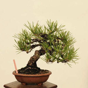 ~ IFO͍*i ܂@N}c@Kuromatsu bonsai i~