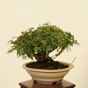 ~ IFǐgt@i*݂@iKK~W@Momiji bonsai i~