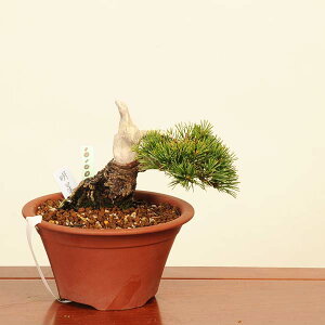 ~ IFܗt()*@i 悤܂@SE}c@Goyoumatsu bonsai i~