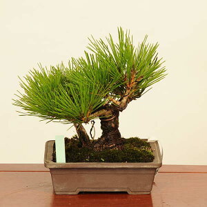 ~́FO͍*i ܂@N}c@Kuromatsu bonsai i~