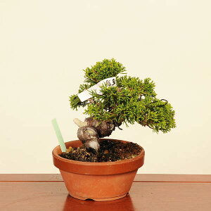 ~́FI^ i* ς@VpN Sabina chinesis@Shinpaku bonsai i~