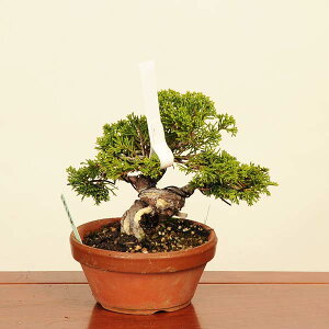 ~́FI^ i* ς@VpN Sabina chinesis@Shinpaku bonsai i~