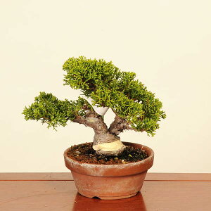 ~́FI^ i* ς@VpN Sabina chinesis@Shinpaku bonsai i~
