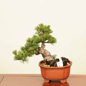 ~ IFܗt()*@i 悤܂@SE}c@Goyoumatsu bonsai i~