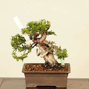 ~́FI^ i* ς@VpN Sabina chinesis@Shinpaku bonsai i~
