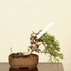 ~́FI^ i* ς@VpN Sabina chinesis@Shinpaku bonsai i~