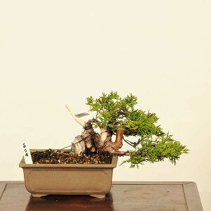 ~́FI^ i* ς@VpN Sabina chinesis@Shinpaku bonsai i~