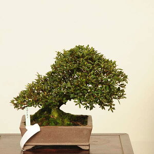 ~ IFH()i*@TcL Rhododendron indicum@Satsuki bonsai i~