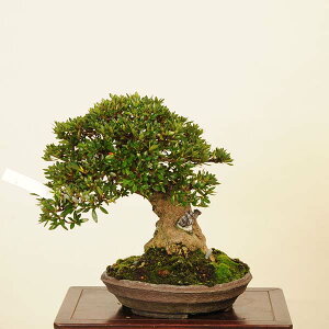 ~ IFH(u)i*@TcL Rhododendron indicum@Satsuki bonsai i~