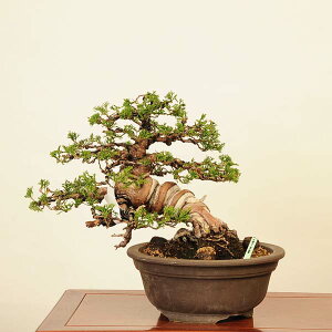 ~́FI^ i* ς@VpN Sabina chinesis@Shinpaku bonsai i~