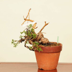 ~́FI^ i* ς@VpN Sabina chinesis@Shinpaku bonsai i~