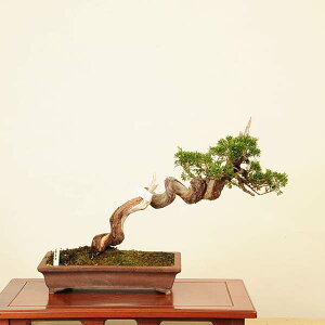 ~́FI^ i* ς@VpN Sabina chinesis@Shinpaku bonsai i~