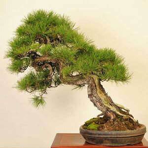 ~́FIFԏiAJ}cj*i܂ Akamatsu bonsai i~ ֔z