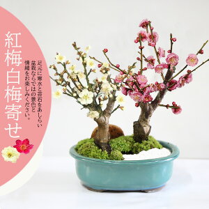 ~~́Fg~~*ˏđȉ~Δہ΁Εt y2026NtJԗ\z߃EumettNbonsai