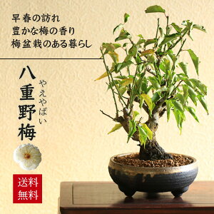 ~~́Fd~*iMyčCuVʔj y2026NJԁz ΂oC~ume߃E Nbonsai