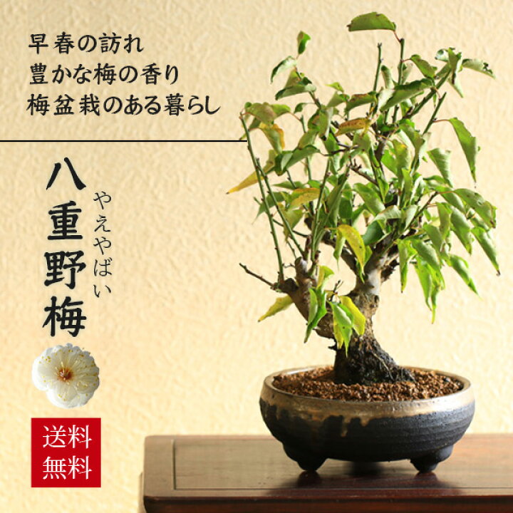 楽天市場】梅盆栽：八重野梅*（信楽焼黒イブシ金彩鉢） 【2025年開花 