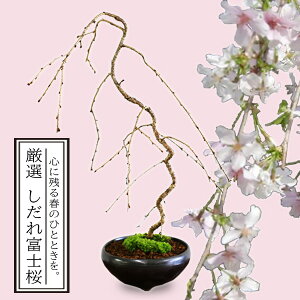 しだれ桜 盆栽 植木の人気商品・通販・価格比較 - 価格.com