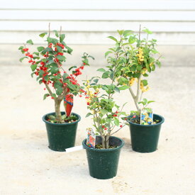 庭木・植木・苗：梅もどき（梅モドキ）赤実、白実、ミックス　お選びください。