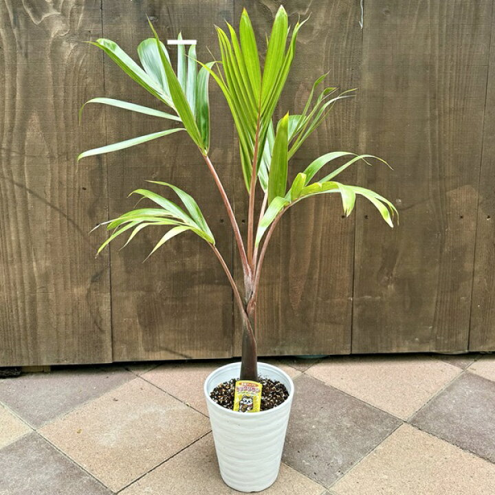 楽天市場】おしゃれ 観葉植物・希少：トックリヤシ(徳利椰子)*とっくり 