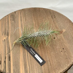 @ϗtA@GA[vcF`WA tLAi NrtHA*GAvc