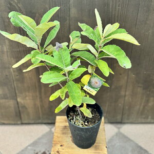 ϗtA  cFoNVA u*XvoNVA@5@Banksia Robur