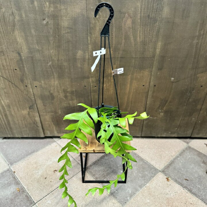 楽天市場】おしゃれ 観葉植物：エピフィラム クリソカルディウム*5号 