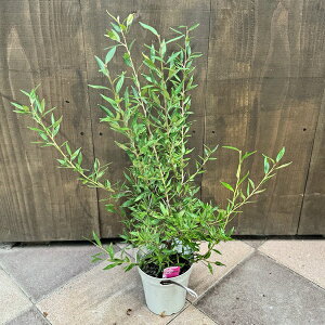 �ԕc �ϗt�A���F�O���r���A �X�v�����_�[*�I�[�W�[�v�����c Grevillea Poorinda Splendour