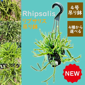  ϗtA IׂFvTX*4݂蔫 EqI GfBAi weN_ LxM[ ZuAeCfX