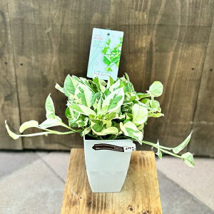  ϗtAF|gX GWC*ʋ v|bg