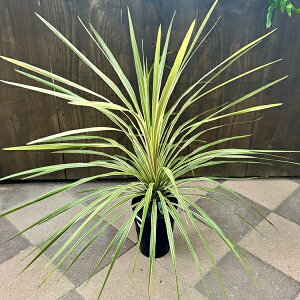 K[f c ϗtAFRWl _Y[fBCg*6