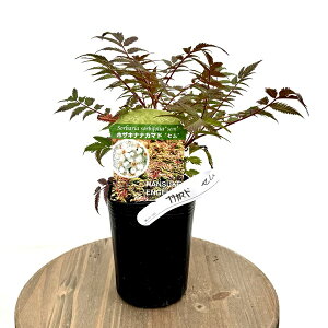 ԕc ϗtAF炫}@Z*zULiiJ}h@ȂȂ܂