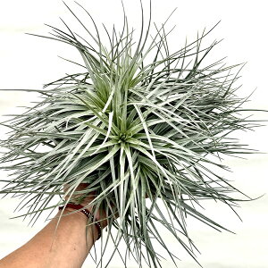  ϗtA GA[vcF`WA XgN^ Vo[Nv*GAvc