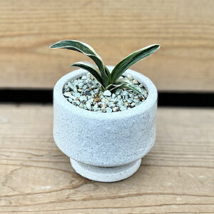 古典園芸植物:万年青 鉢植え*受皿付 オモト おもと 観葉植物 まつほS