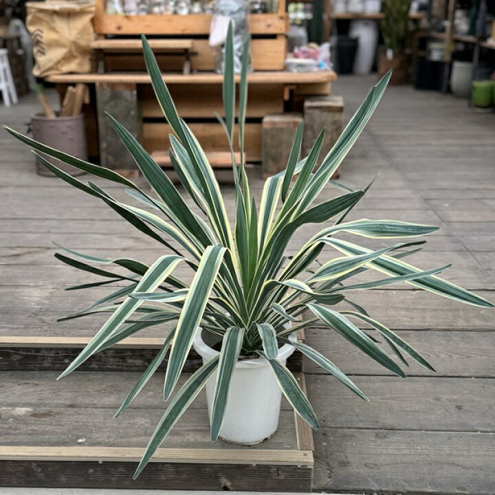 楽天市場】おしゃれ 観葉植物：斑入りユッカ グロリオサ*バリエガータ 